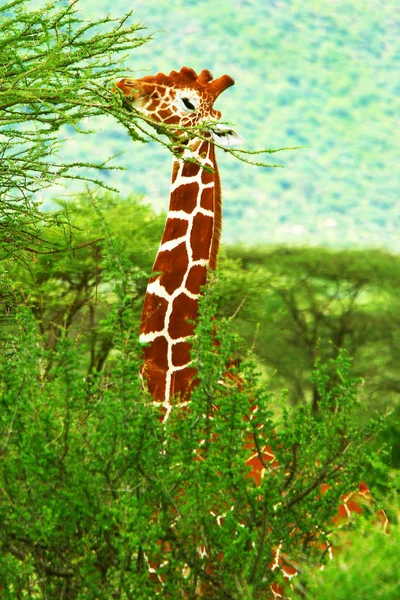 Zsiráf a vadonban — Stock Fotó