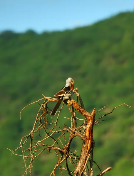 Pássaro no ramo — Fotografia de Stock