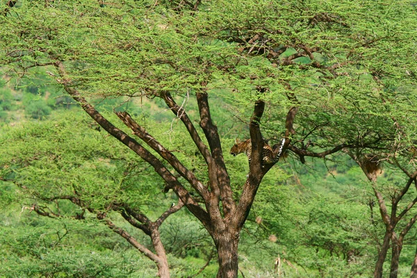Leopardo na árvore — Fotografia de Stock