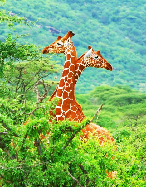 Family of giraffes — Stock Photo, Image