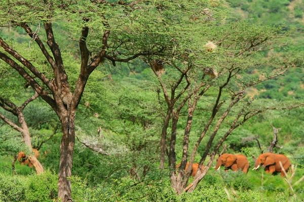 象を狩り、ツリー上のヒョウ — ストック写真