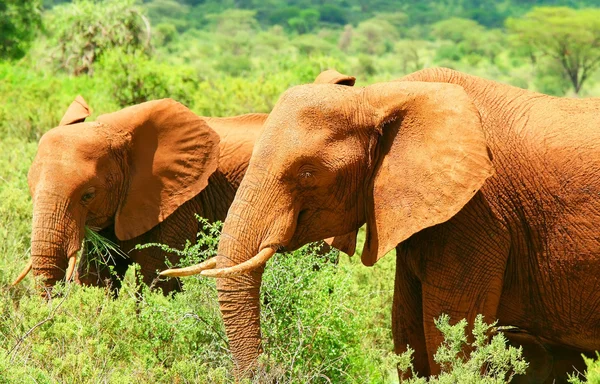 野生非洲大象 — 图库照片
