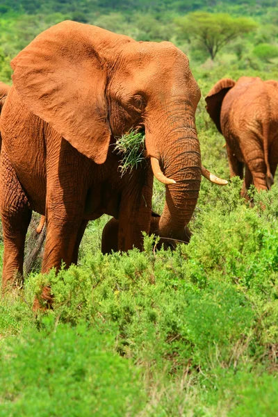 Elefante africano in natura — Foto Stock