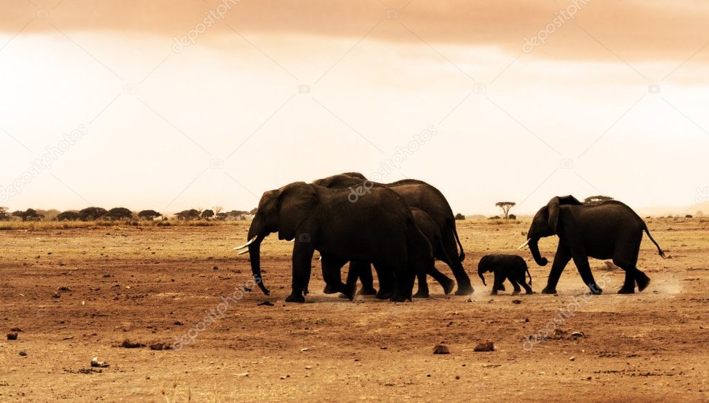 African wild elephants