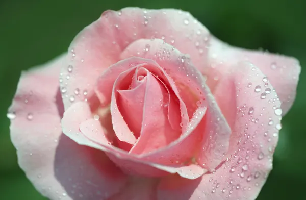 Φρέσκα ροζ τριαντάφυλλο — Φωτογραφία Αρχείου