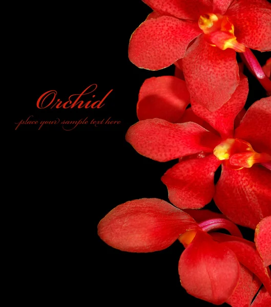 Rode orchidee — Stockfoto