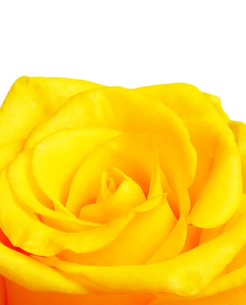 黄色のバラの罫線 — 图库照片