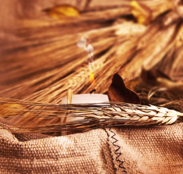 Пшеница на холсте — стоковое фото