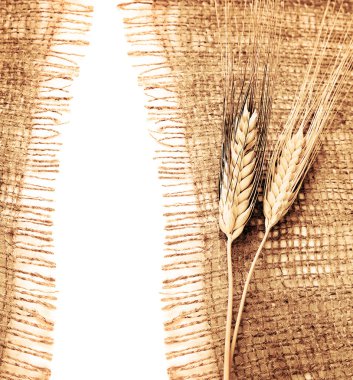 Wheat border clipart