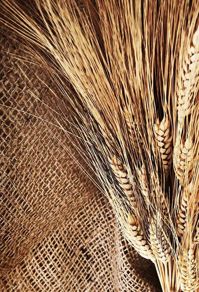小麦の境界線 — ストック写真