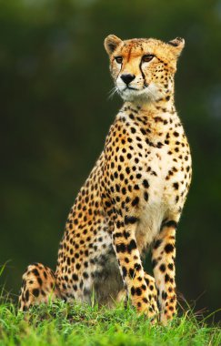 Wild african cheetah clipart