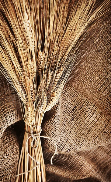 Profumo di grano — Foto Stock
