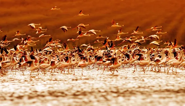 Flamingos africanos ao pôr-do-sol — Fotografia de Stock