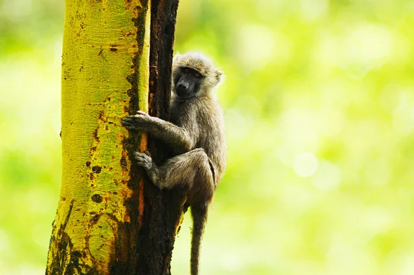 Macaco africano selvagem — Fotografia de Stock