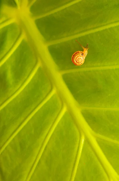 Little snail on green leaf background — Stock Photo, Image