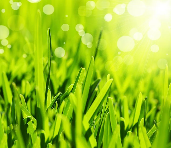 Fris groen gras abstracte achtergrond — Stockfoto