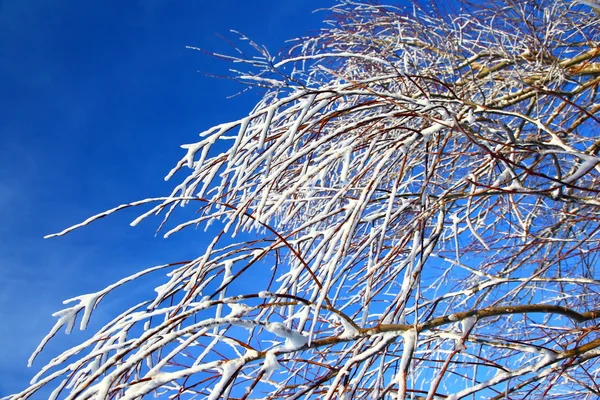Ramos de árvores cobertos de neve — Fotografia de Stock