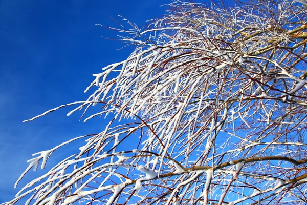 Ramas de árboles cubiertas de nieve — Foto de Stock