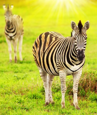 Wild zebras of African continent clipart