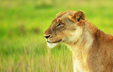 Beautiful wild african lioness clipart