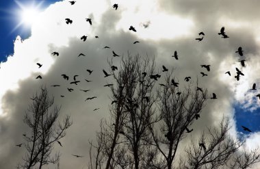 Flock of crows clipart