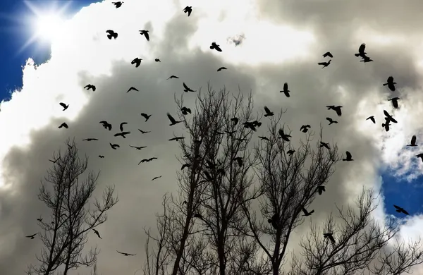 Flock of crows — Stock Photo, Image