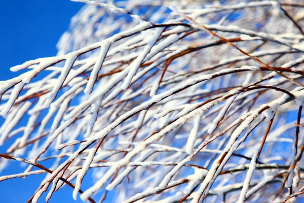 雪に覆われた木の枝 — ストック写真