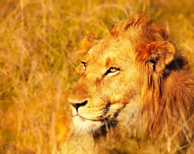 Beautiful wild african lion clipart