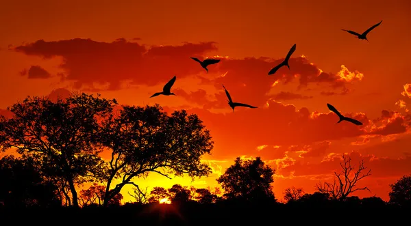 Paisaje de África con cálida puesta de sol — Foto de Stock