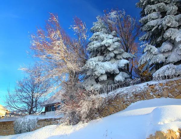 Fir trær i snø – stockfoto