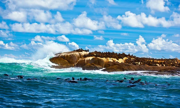 南非海豹 — 图库照片