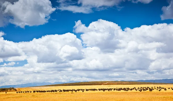 Zuid-Afrikaanse struisvogel — Stockfoto