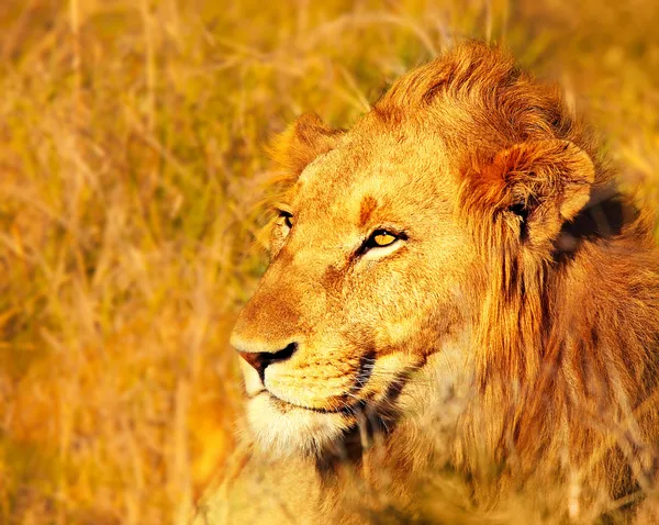 Όμορφο και άγριο αφρικανικό λιοντάρι — Φωτογραφία Αρχείου