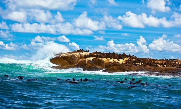 South African seals Stock Image