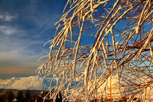 Puu oksat peitetty lumella — kuvapankkivalokuva