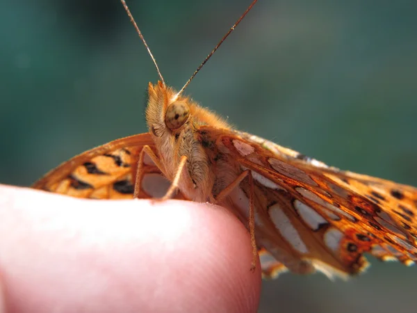 Een kleine oranje en zilver vlinder op vinger — Stockfoto