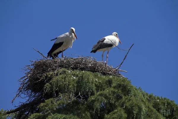 Storks nest in the tree — Stock Photo, Image