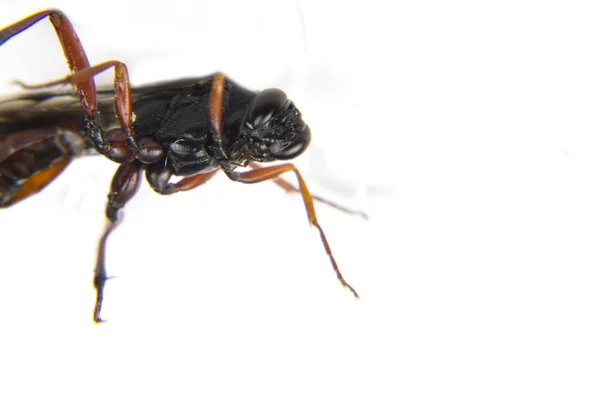 Klein wesp-achtige ant — Stockfoto