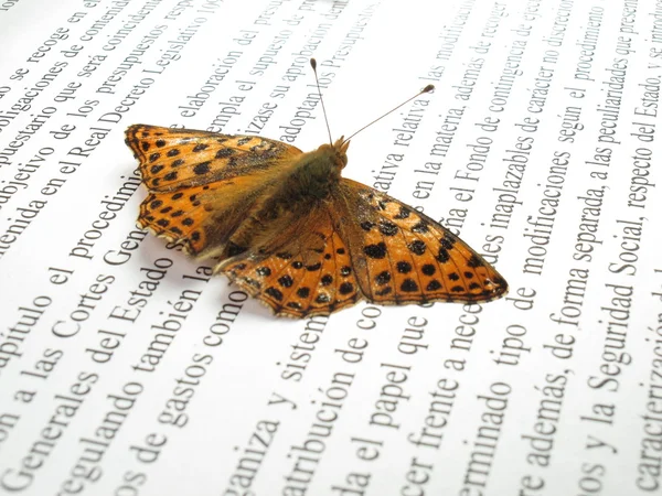 Una pequeña mariposa naranja y plateada en un periódico con outstret —  Fotos de Stock