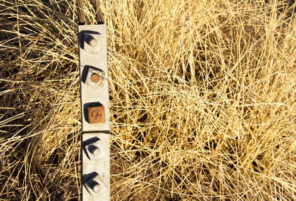 Paja amarilla salvaje y seca durante el verano — Foto de Stock