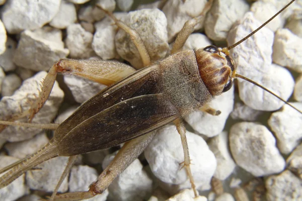 Detalj av en brun cricket — Stockfoto