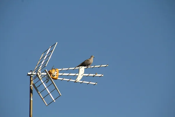 TV-antenne met een duif — Stockfoto