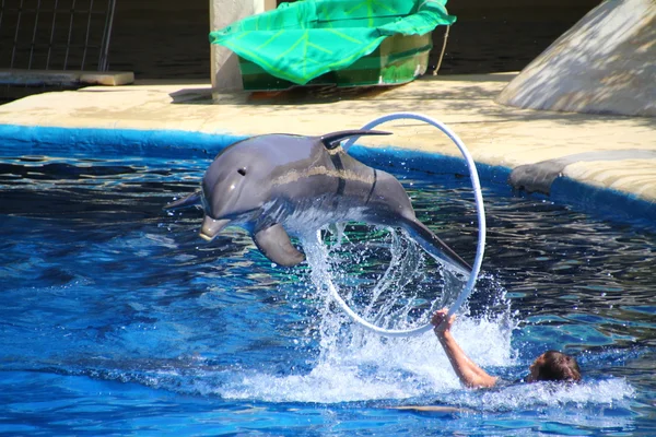Bellissimo delfino che salta attraverso un cerchio alto — Foto Stock