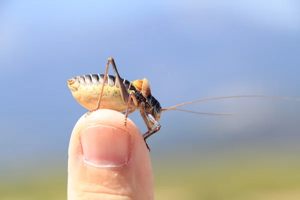 Bush cricket, typisch van de sierra de madrid — Stockfoto