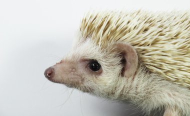 Posing little African hedgehog