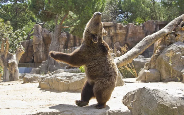 Stora björnen mycket uttrycksfulla — Stockfoto