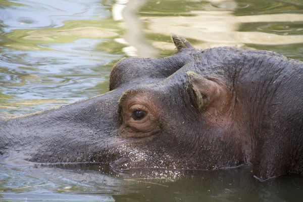 Hippo waiting for prey — Stock Photo, Image