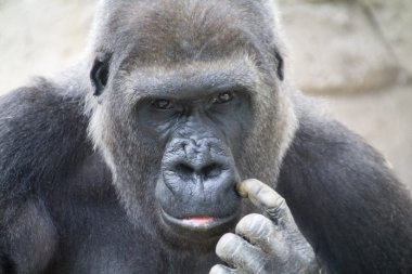Gorilla with worrisome eyes clipart
