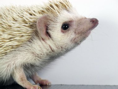 Posing little African hedgehog