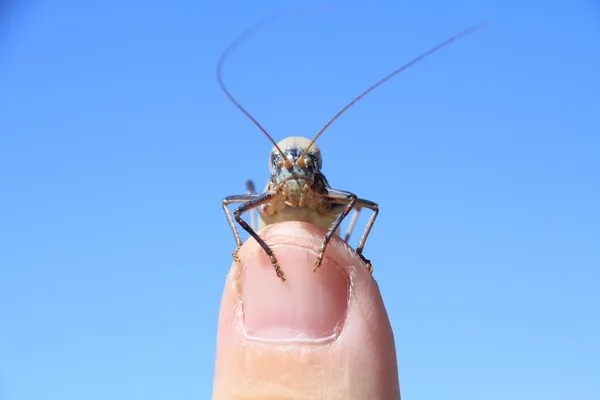 Bush cricket, typiska för sierra de madrid — Stockfoto